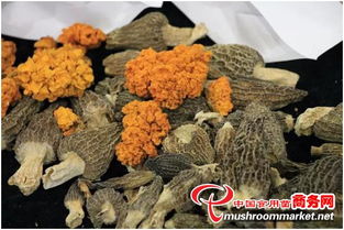 河北食用菌成2017中國(guó)·廊坊國(guó)際有機(jī)食品展新寵 初加工提升農(nóng)產(chǎn)品附加值