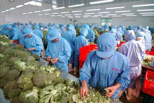 農(nóng)產(chǎn)品初加工企業(yè)是否免征企業(yè)所得稅？——聚焦食用農(nóng)產(chǎn)品初加工優(yōu)惠政策